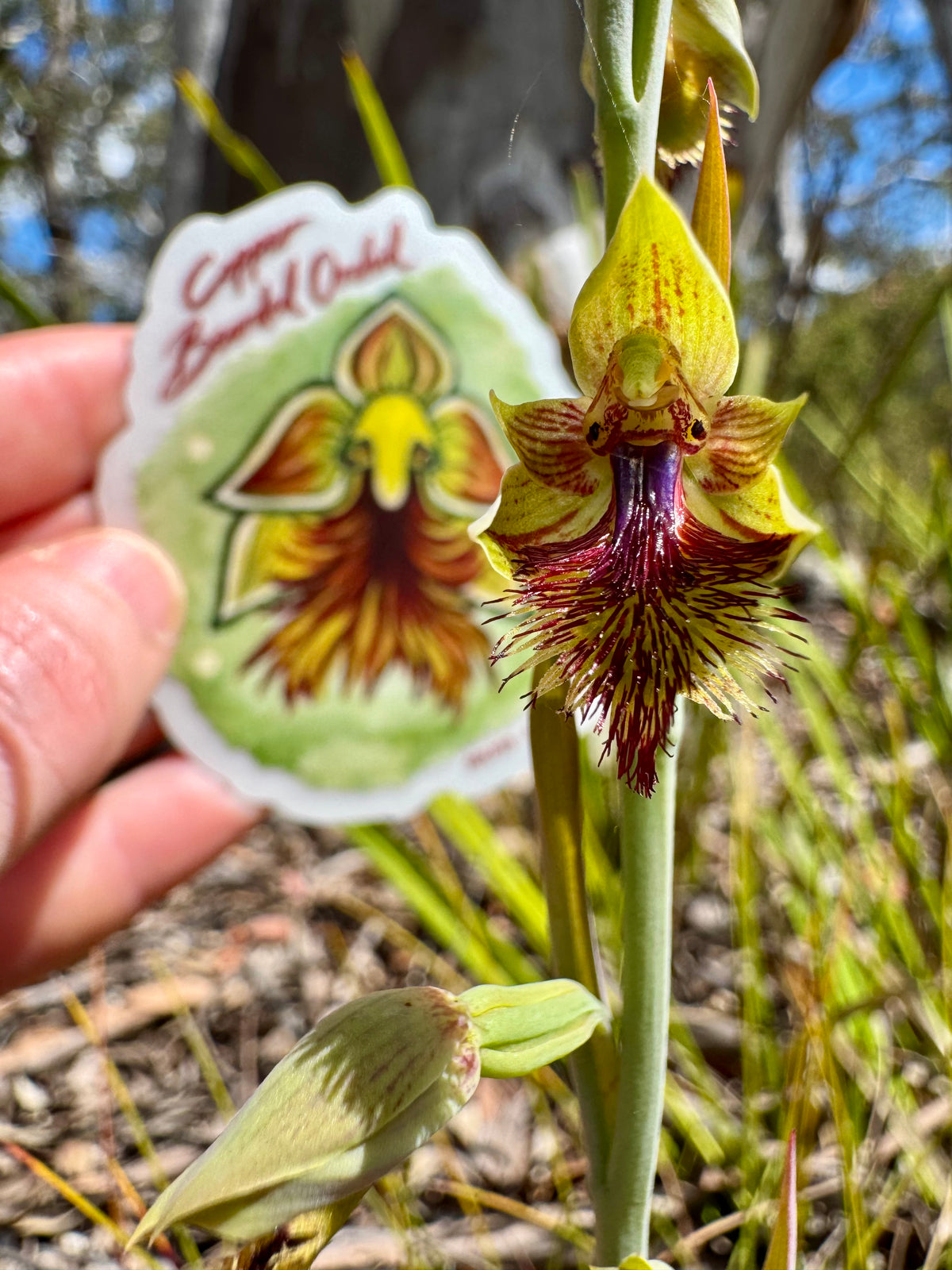 Copper Bearded Orchid Sticker