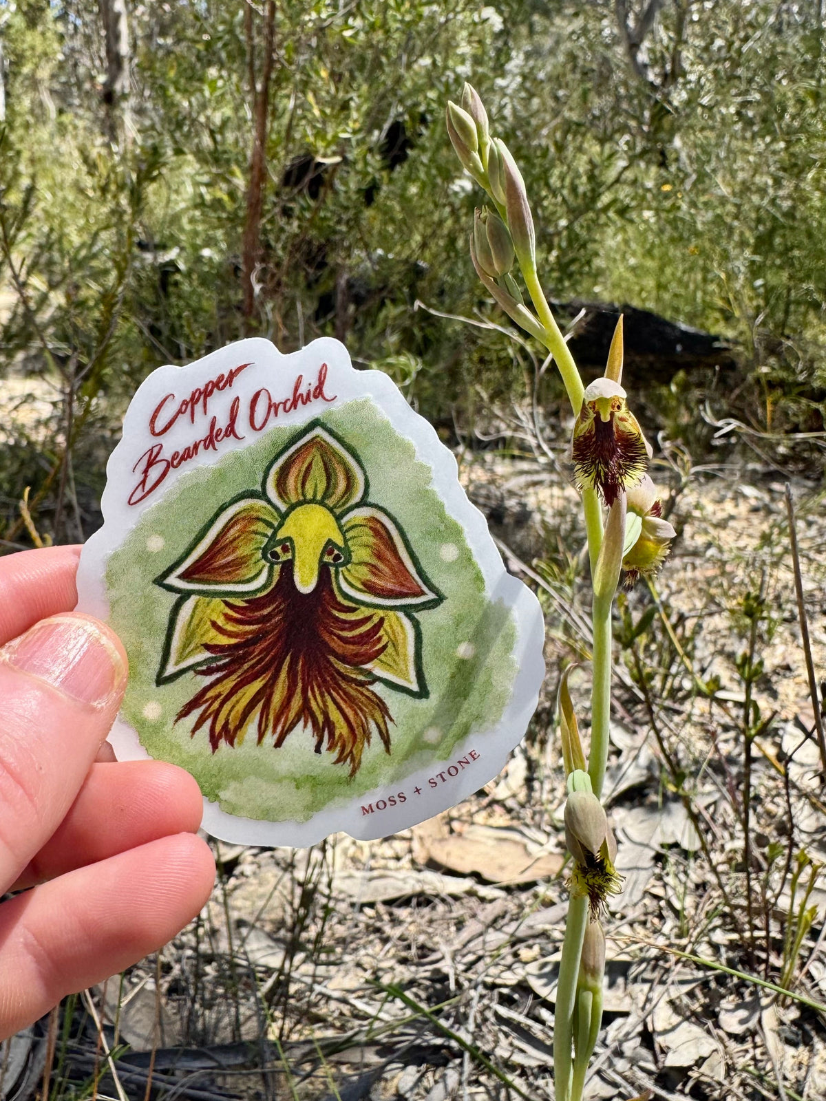 Copper Bearded Orchid Sticker