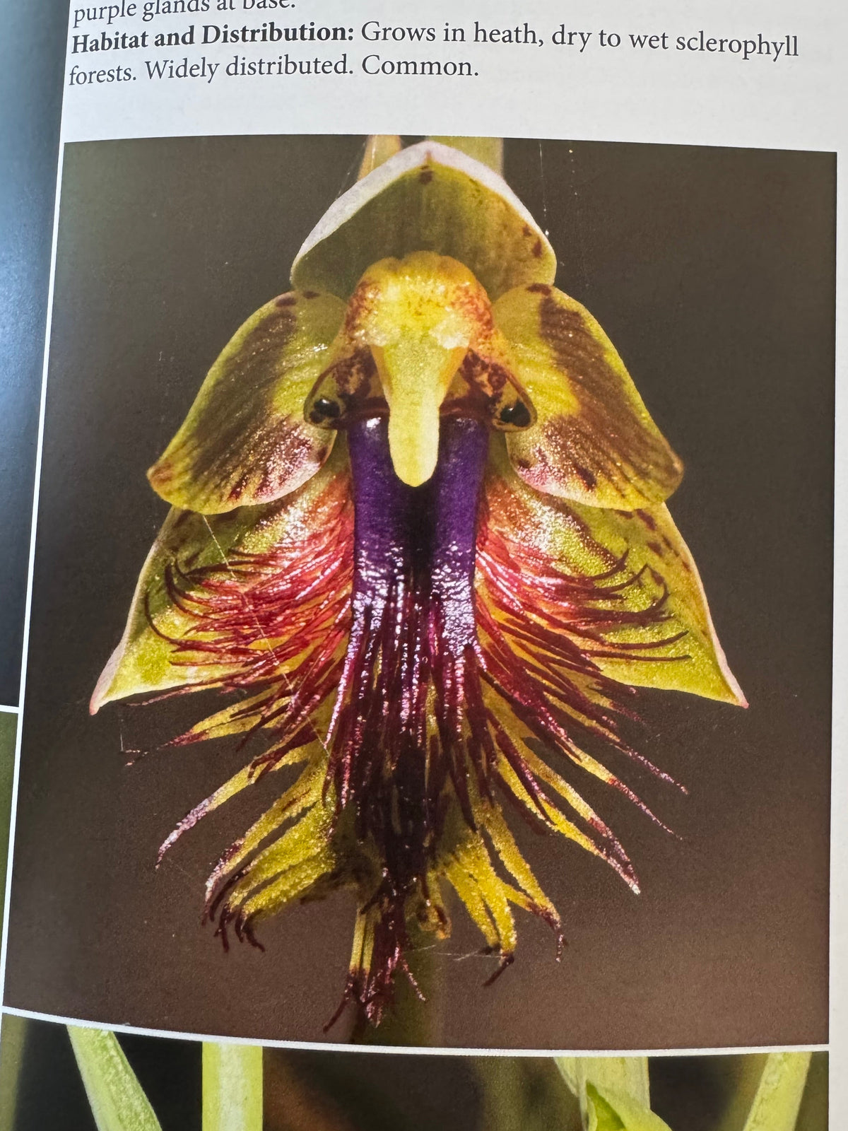 Copper Bearded Orchid Sticker