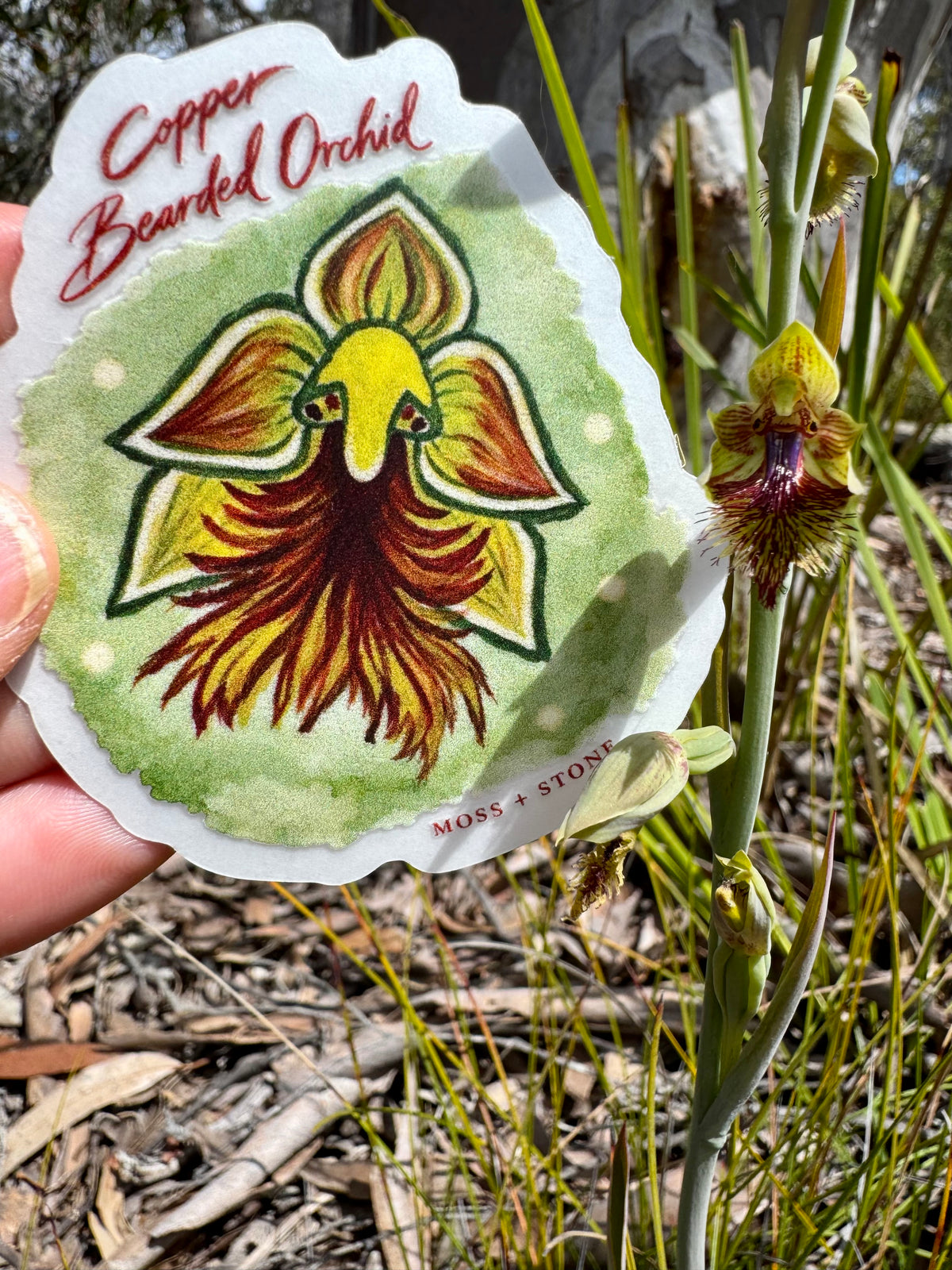 Copper Bearded Orchid Sticker