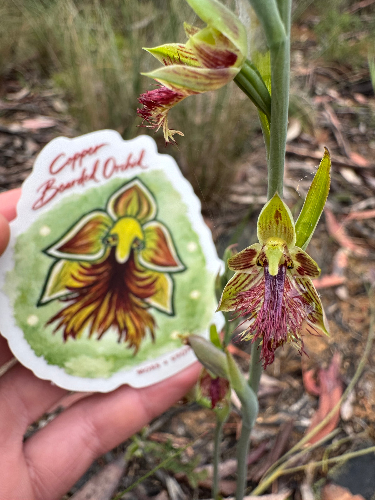 Copper Bearded Orchid Sticker