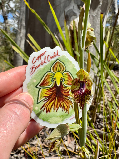Copper Bearded Orchid Sticker